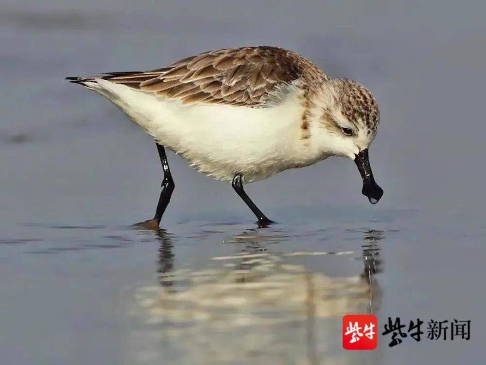 沿海滩涂鸟类——勺嘴鹬