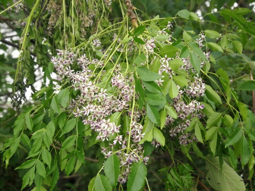 楝树开花的时候正处在粮食丰收时,农民们就开始纷纷出去收割庄稼,是