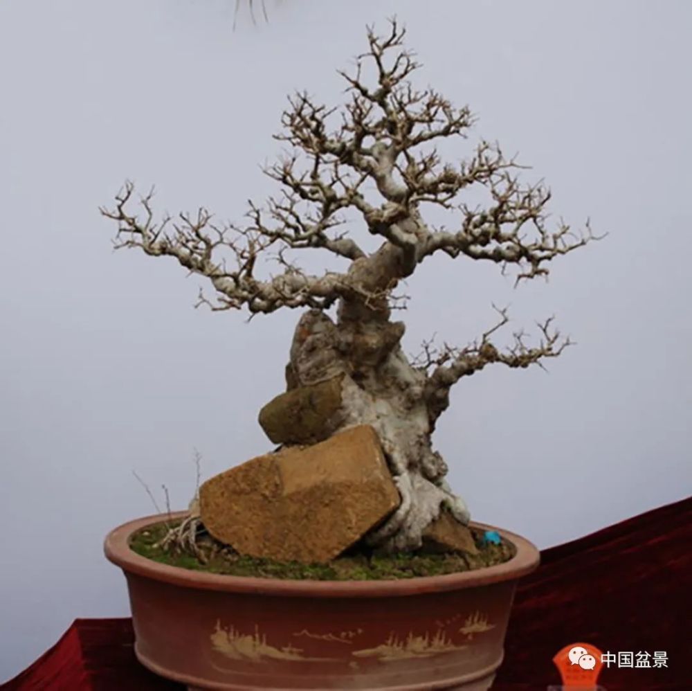 树抱石盆景——古朴又雅致,自然趣味足!