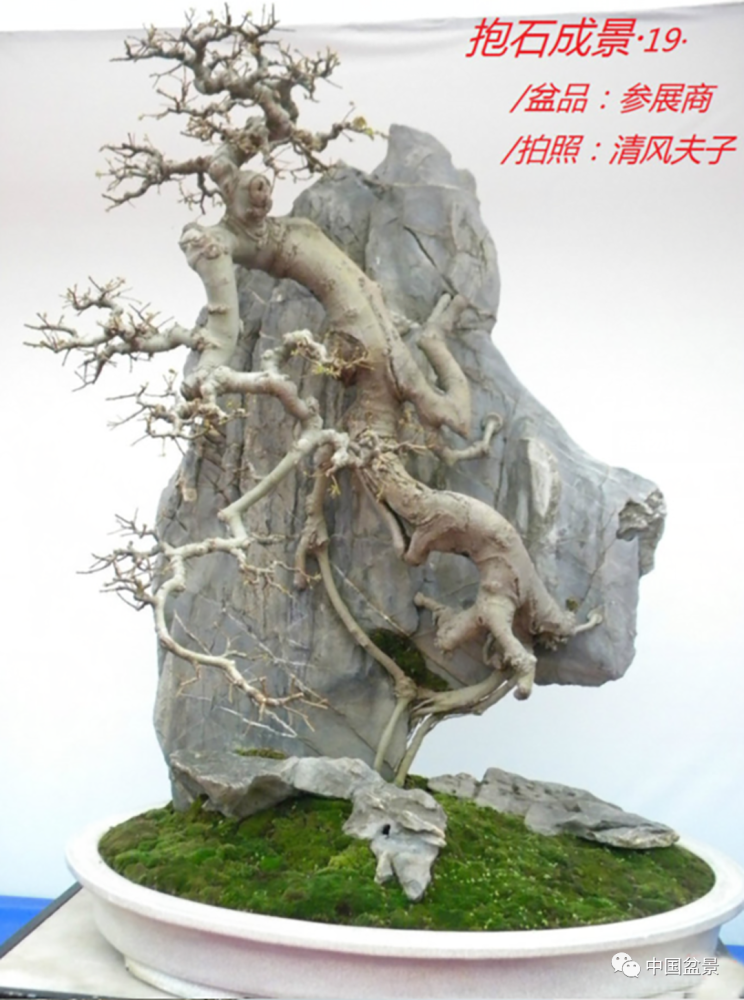 树抱石盆景——古朴又雅致,自然趣味足!