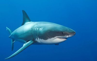 鲨鱼一生从不喝水反而经常排尿那么排的尿又从哪里来