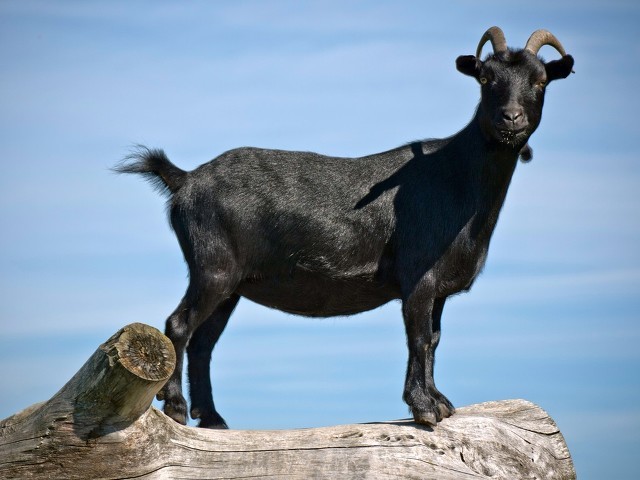 介绍3种偏"冷门"的黑山羊品种,繁殖率高,利润可观