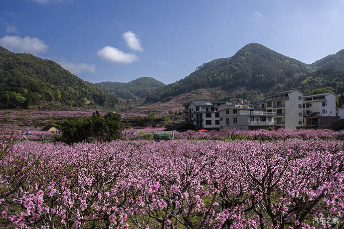 福建游10宁德福安穆阳桃花节观赏