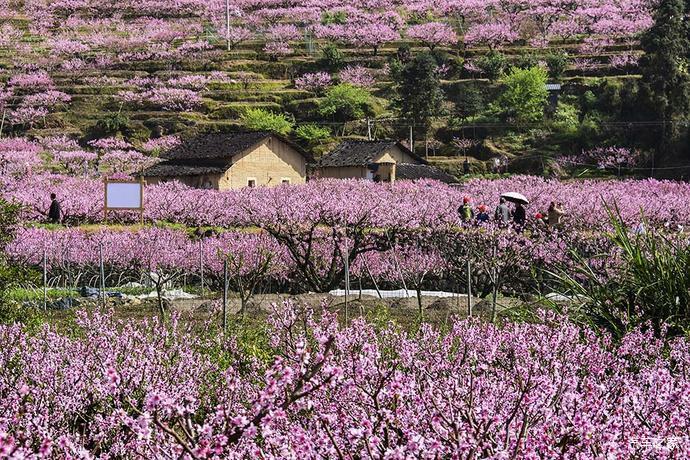 福建游10宁德福安穆阳桃花节观赏