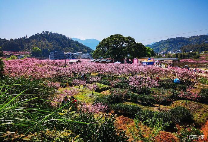 福建游10宁德福安穆阳桃花节观赏