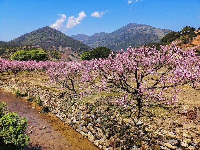 福建游10宁德福安穆阳桃花节观赏