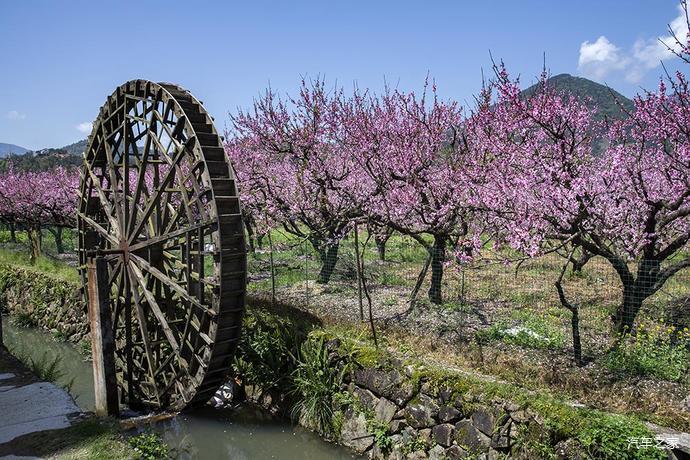 福建游10宁德福安穆阳桃花节观赏