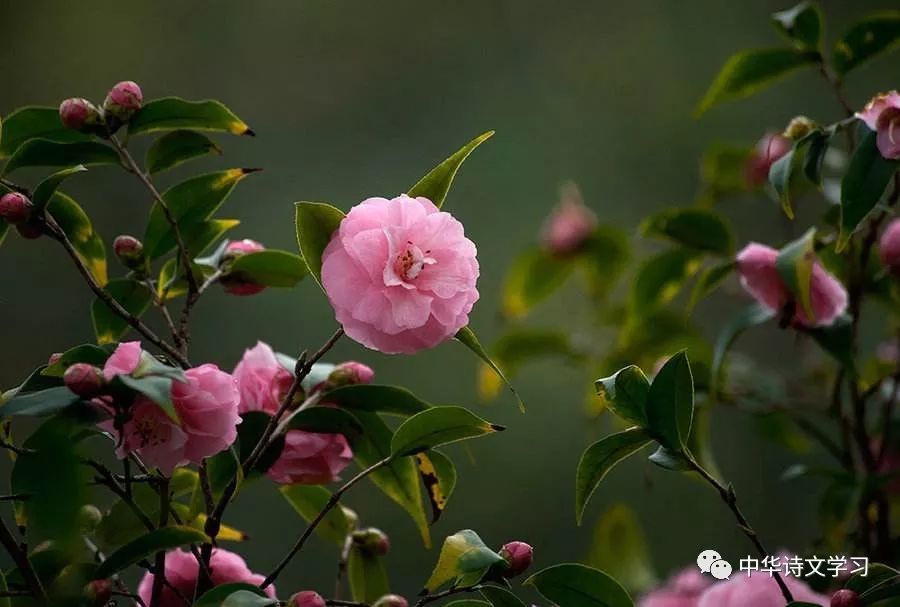 古诗词中绽放的十大名花,花开时节动人间