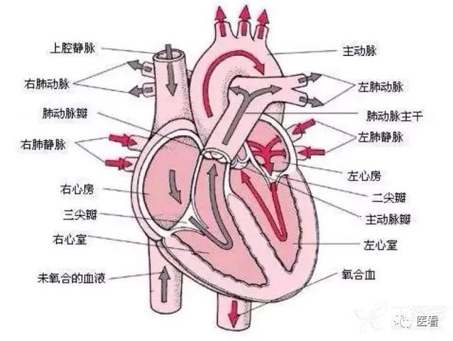 梨形心靴形心烧瓶心这样看平片想不会都难