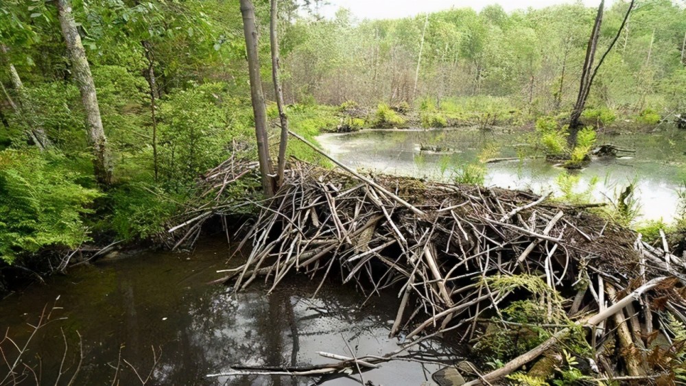 河狸为什么总是咬断树木修建水坝?这对它有什么好处?