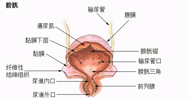 如果从解剖学的角度来看,不同物种的膀胱是有很大的区别,哺乳动物的