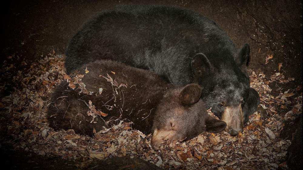 冬眠的熊会被食肉动物吃掉吗?专家:老虎会威胁冬眠熊的生存