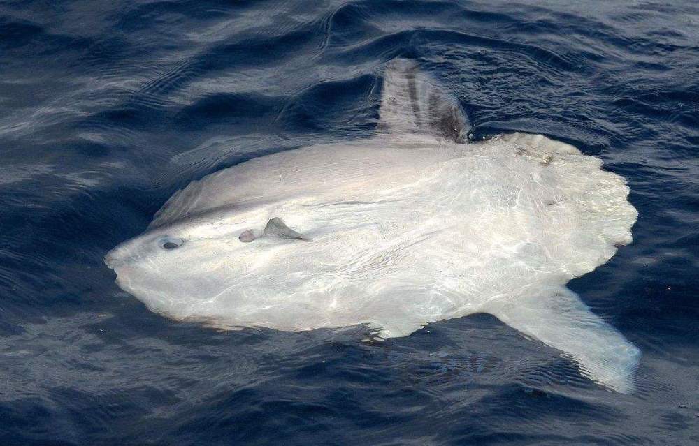 翻车鱼每次产卵3亿枚为何是易危生物因为它被海豹啃食都不跑 腾讯新闻