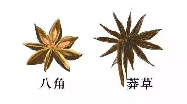 食用"假八角"对身体有害,它其中含有一定量的"莽草毒素",少量摄入体