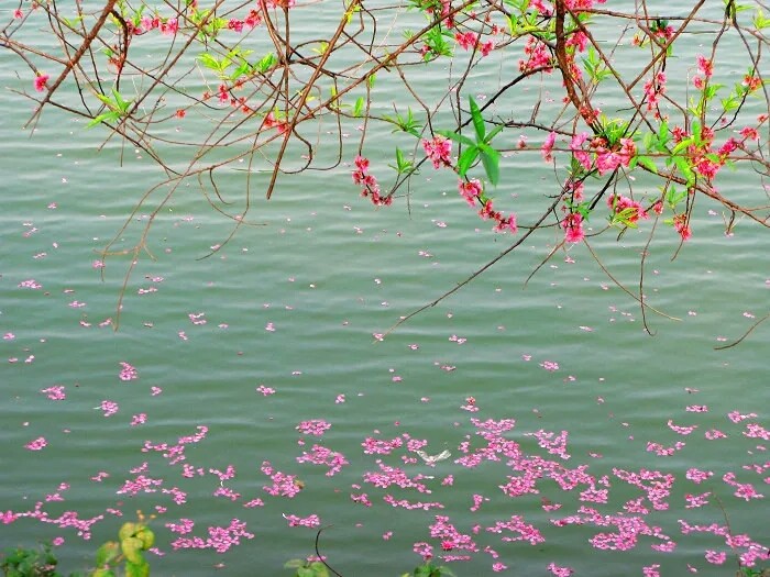 犹有桃花流水上,无辞竹叶醉尊前.