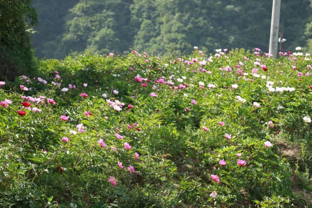 陕西平利:芍药溪谷花已盛开,娇艳"花仙"引得游客流连忘返