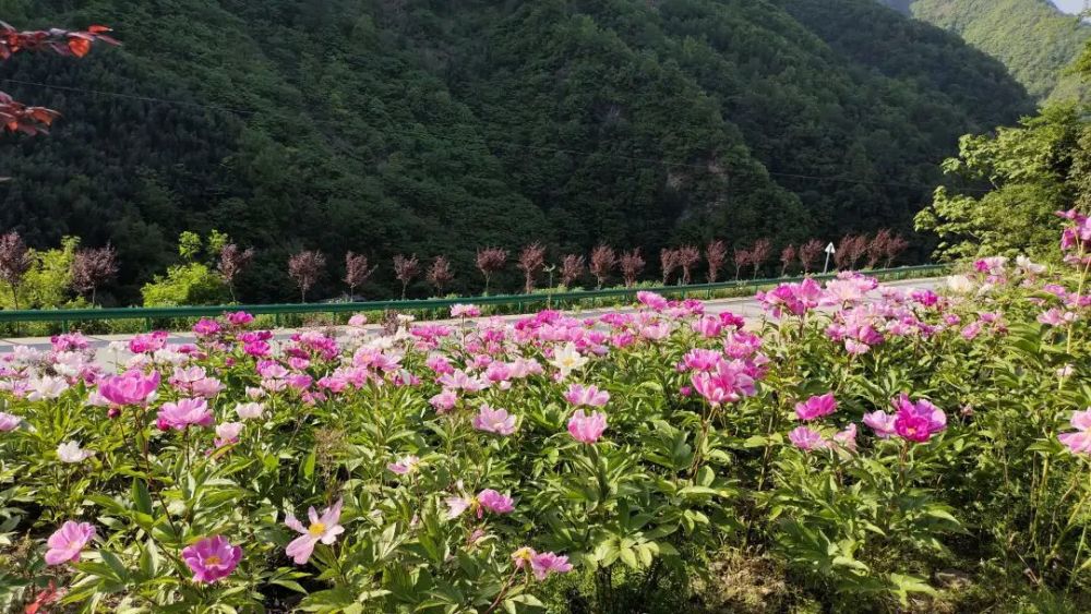 芍药谷位于陕西省平利县城关镇芍药溪谷景区境内,谷中千亩芍药园是