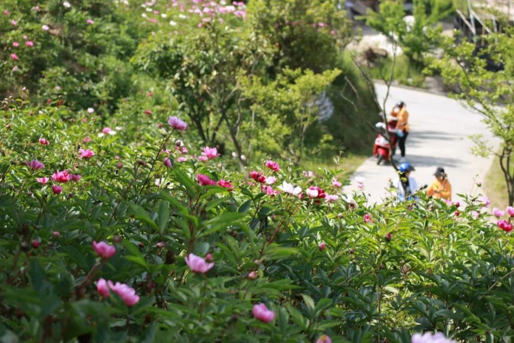 陕西平利:芍药溪谷花已盛开,娇艳"花仙"引得游客流连忘返