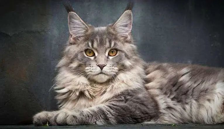 猫护|猫咪中的颜值担当,长毛猫可不是铲屎官说养就能养的