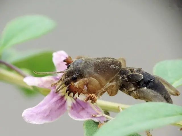 土狗子不是狗,是昆虫