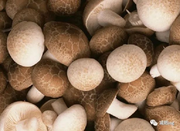 另外,蘑菇还有多种营养成分,对健康和美容也有巨大的帮助.