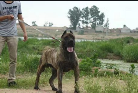 公认"最帅气"的6大猛犬,有机会养一只!