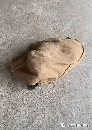 狗狗在麻袋里挣扎,网友以为虐狗,差点报警,主人忙澄清真相!