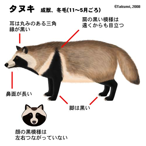 为什么日本的居酒屋内要摆着狸猫