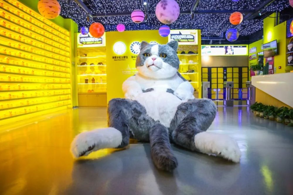 火爆全网的"猫咪博物馆"登陆广西·南宁万达茂!10000张门票免费送!