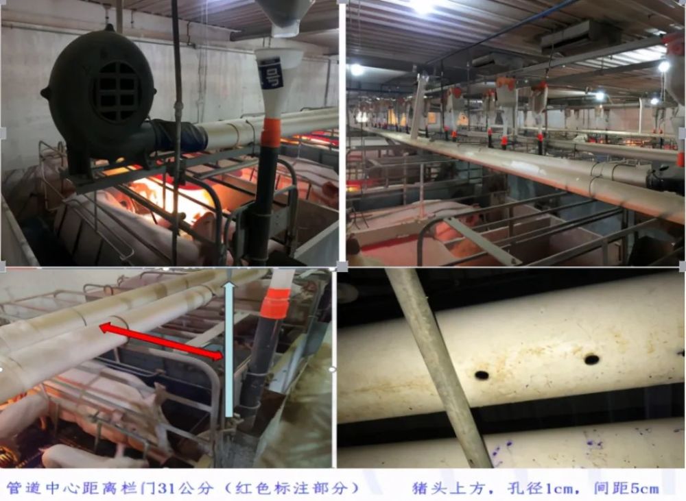 养猪知识100期第29期猪场常见的防暑降温方式