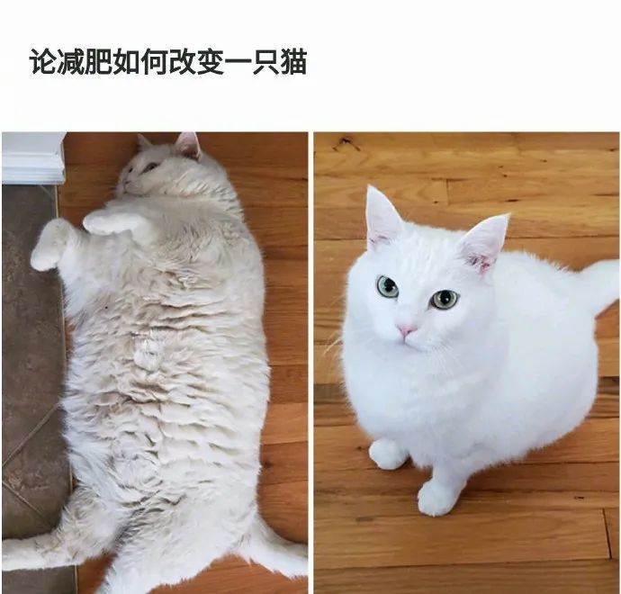 胖猫减肥记录,一只猫瘦下来能有多好看!