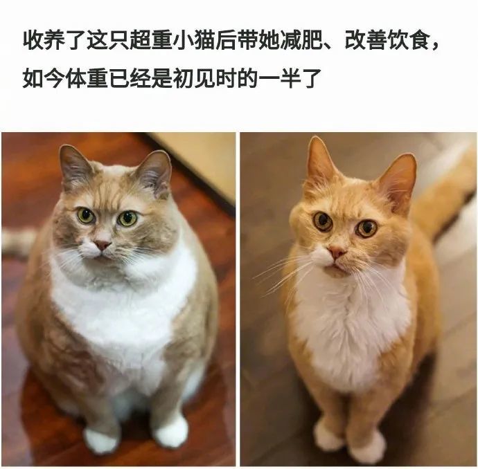 胖猫减肥记录一只猫瘦下来能有多好看