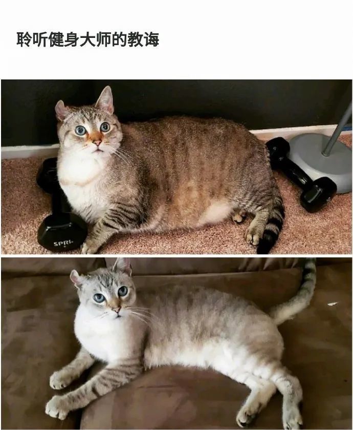 胖猫减肥记录,一只猫瘦下来能有多好看!