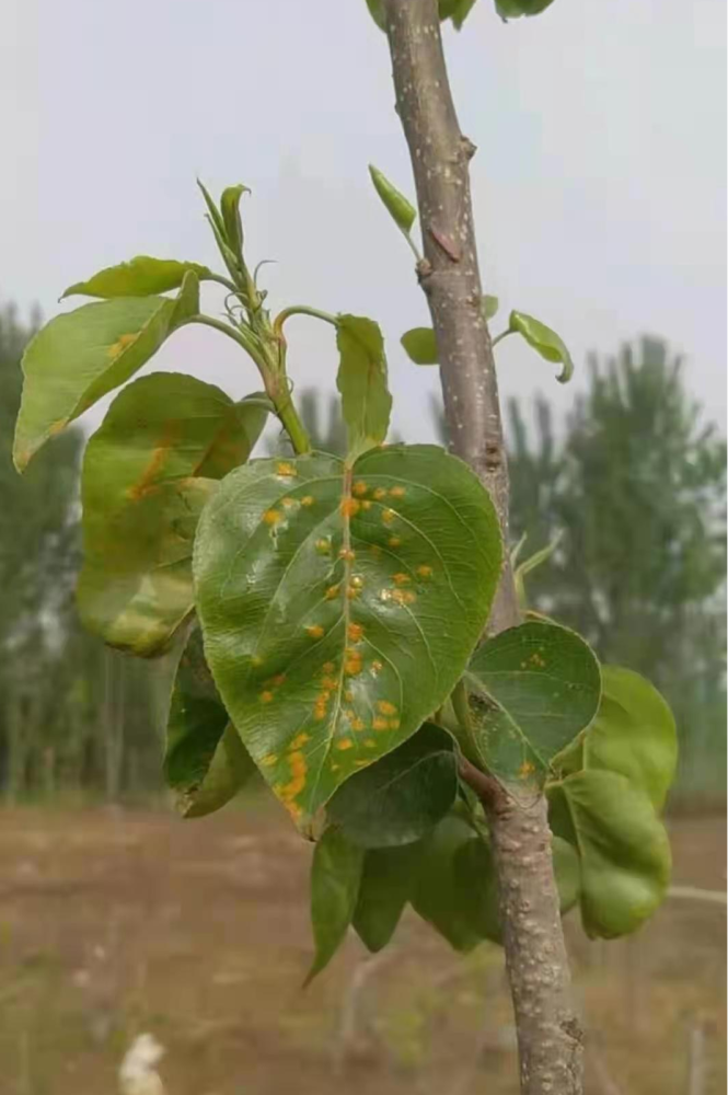 果树锈病常发生在梨苹果海棠山楂等树叶片上的,又称赤星病,山羊胡子