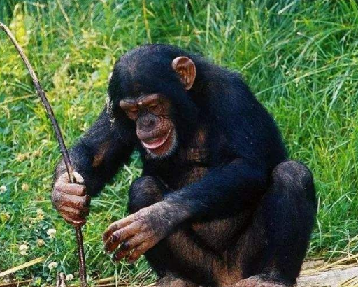 美国发现一特殊黑猩猩,有和人类相似的手指,它能持续进化吗?