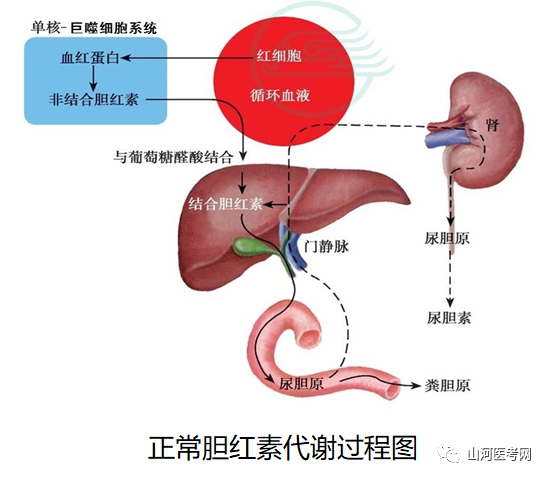 常见症状-67黄疸|黄疸|胆红素|溶血性黄疸|肝细胞|尿胆原