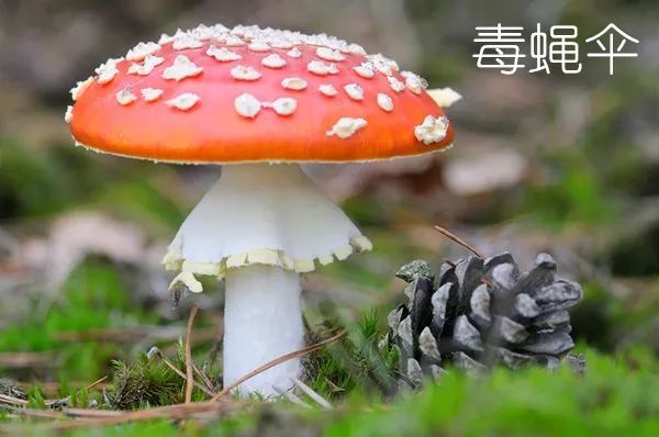 云南人,注意了!野生菌尝鲜,切勿随意采食谨防中毒