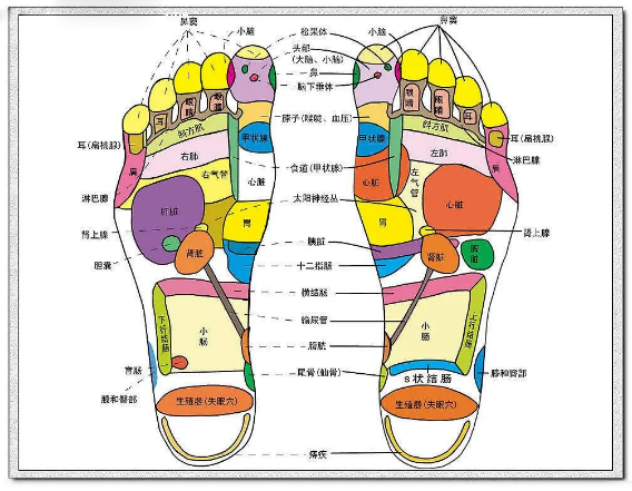 哮喘:按摩肾,甲状腺,气管,肺,横膈膜. 15.肺结核:按摩肺,淋巴