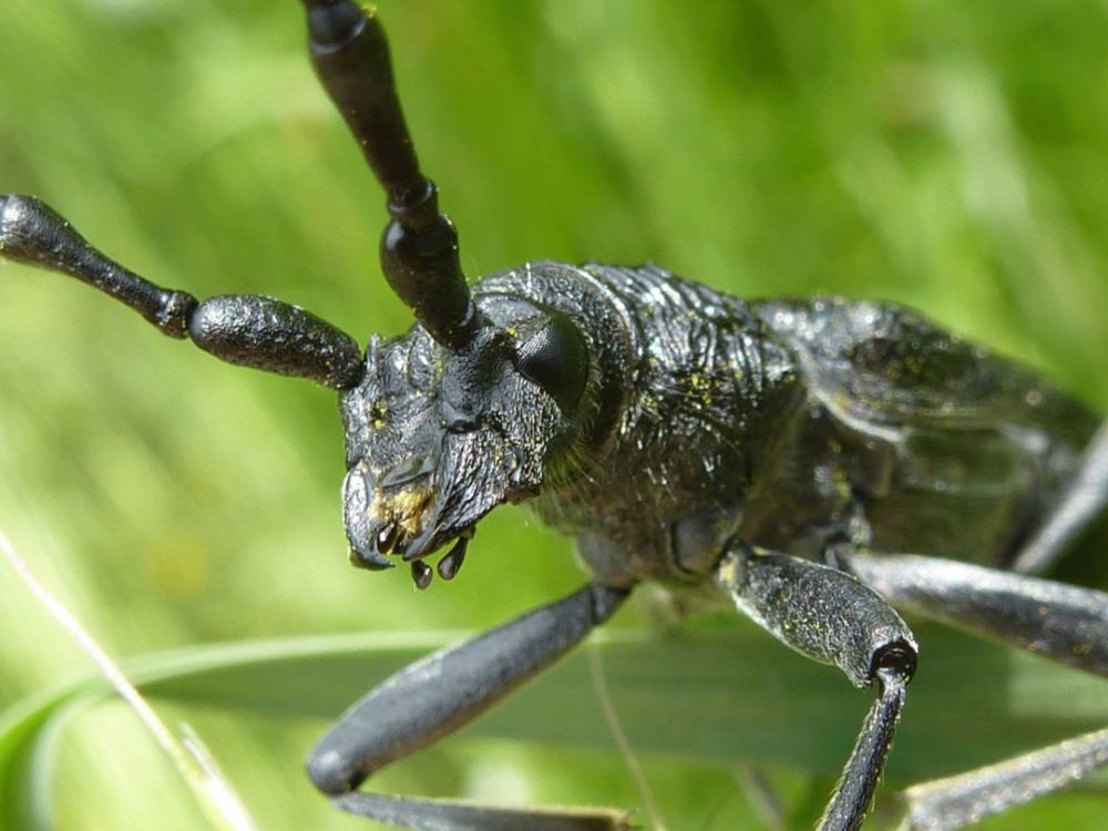 天牛是鞘翅目叶甲总科天牛科昆虫的总称,咀嚼式口器,有很长的触角