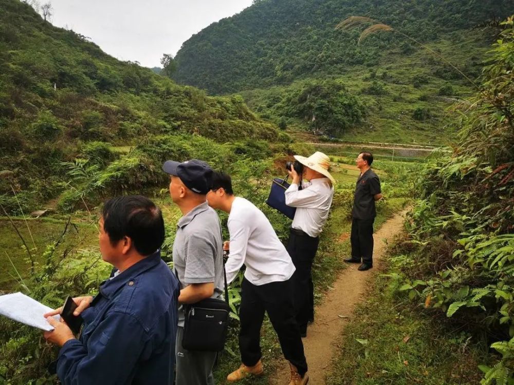 靖西安宁一村民焚烧杂草不慎引发火灾,烧毁他人大片八角树林