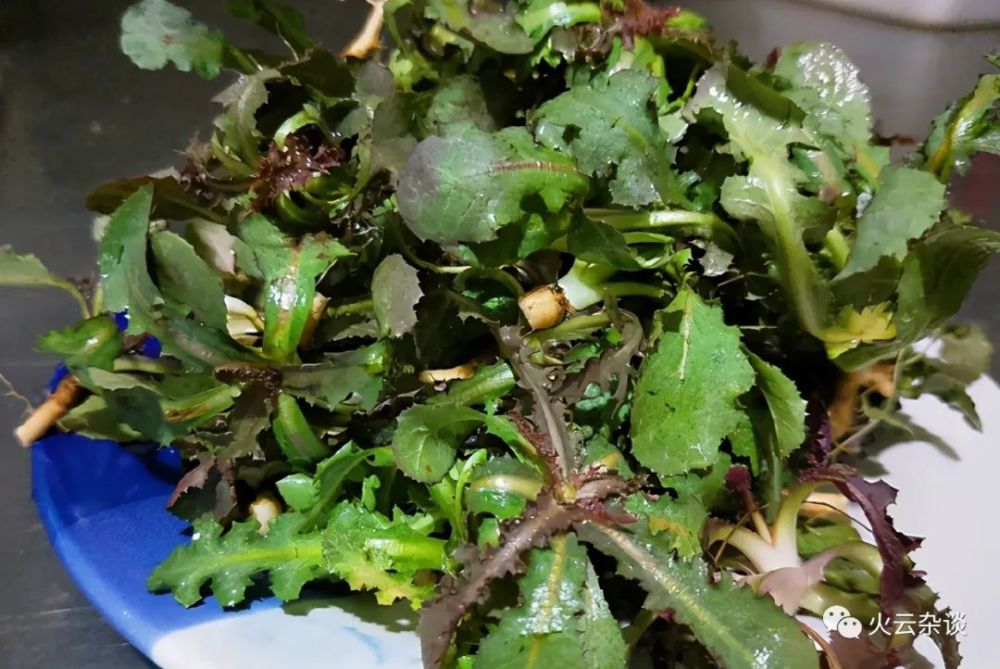 这几种山东人常吃的野菜你认识吗,你知道都怎么吃吗