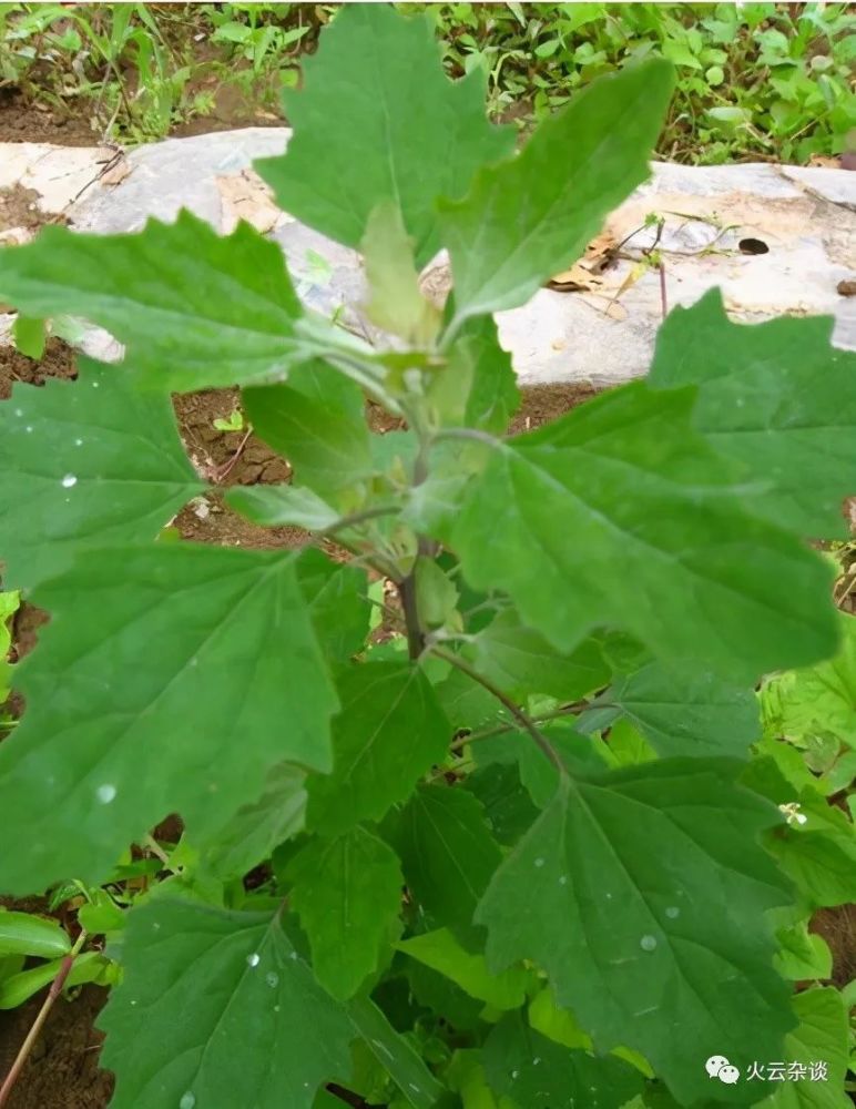 这几种山东人常吃的野菜你认识吗,你知道都怎么吃吗