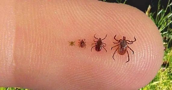 据介绍,正常的蜱虫只有小米粒大小,而且通常喜欢叮咬被毛发覆盖的