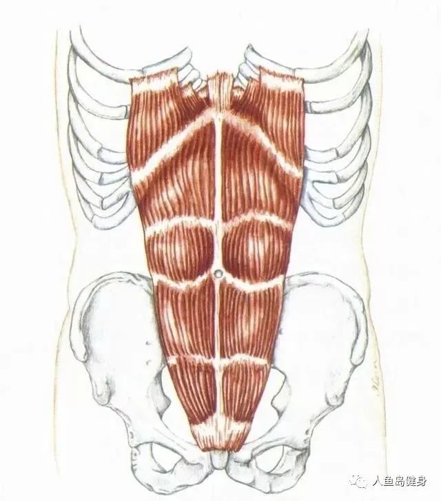腹直肌:起点:耻骨嵴,耻骨联合;止点:第5-7肋软骨和剑突.