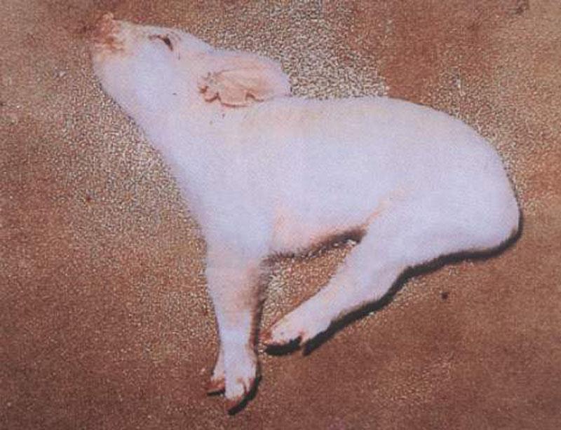 猪躺地上狂蹬腿是什么原因?猪无法站立全身颤抖,本文有详细讲解