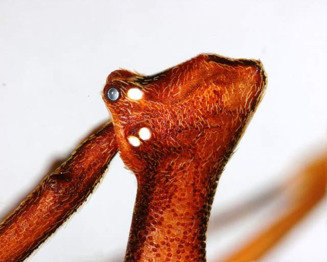 不同的刺客蛛物种之间有很大的差异,它们主要的区别是下巴和脖子的