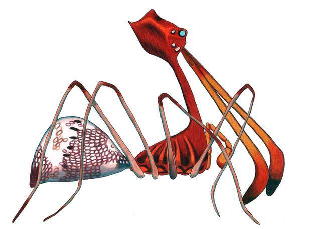 刺客蛛的颈部和下颚的形状非常多样化.
