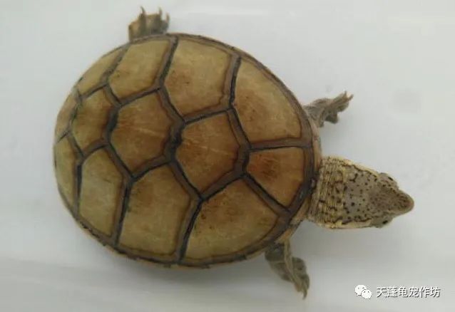 这些涉黄的乌龟品种,你都体验过吗?