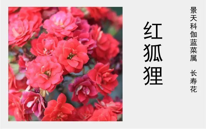 "红狐狸长寿花"花朵重瓣红色花色彩鲜艳