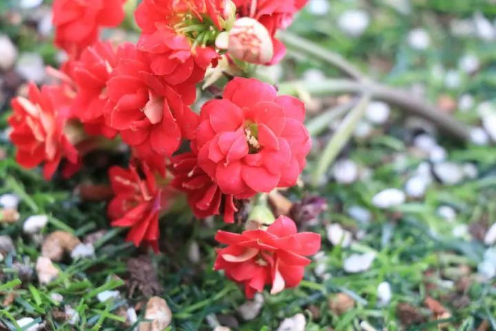 "红狐狸长寿花"花朵重瓣红色花色彩鲜艳